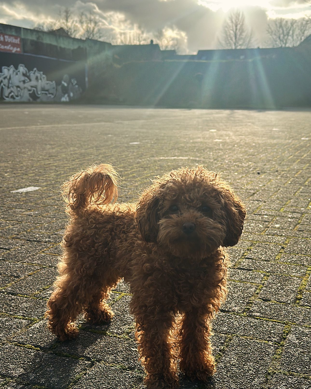 Welpentraining by Hundetraining Langenfeld
