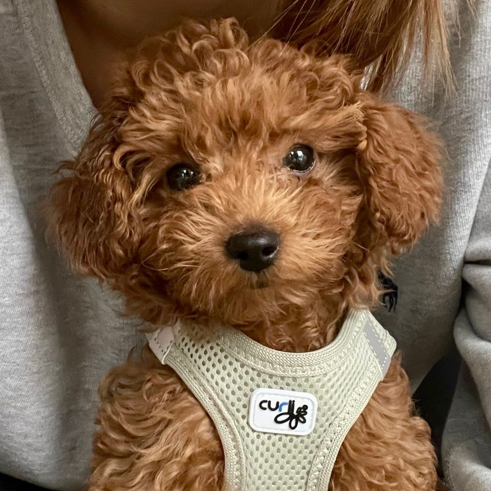 Bella