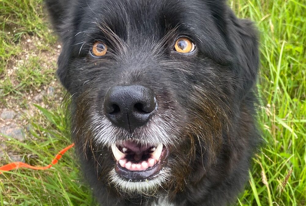 Wie lernt mein Hund? (L012026)